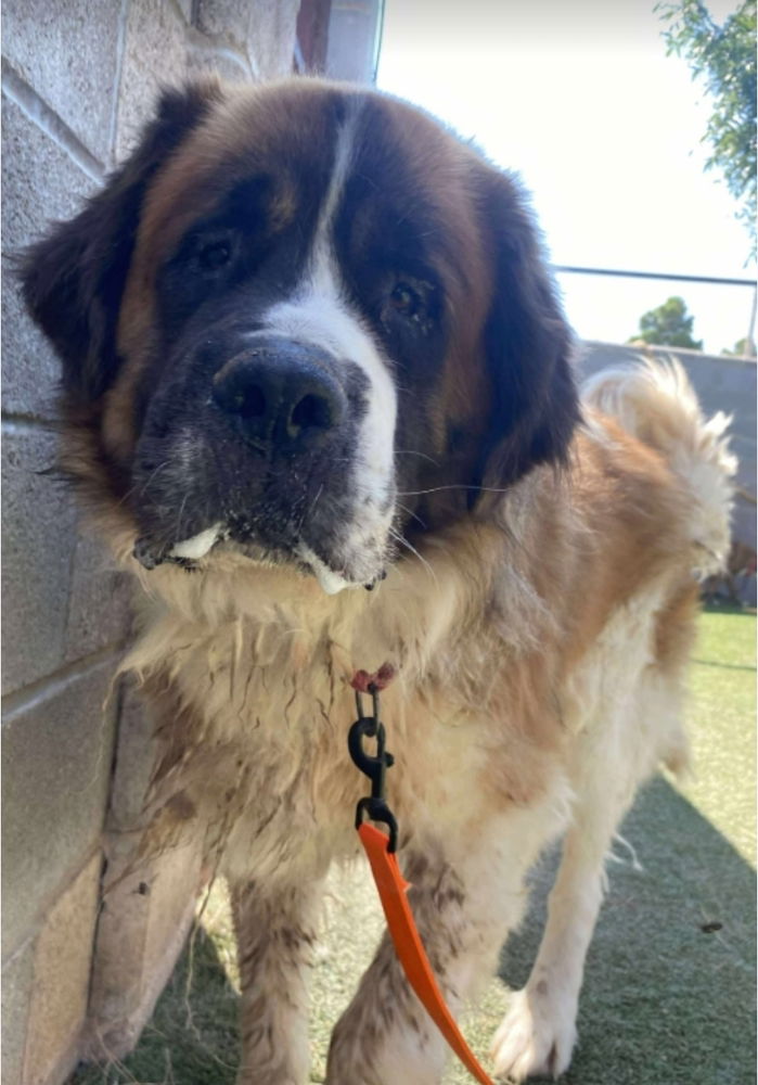 adoptable Dog in Sedalia, CO named Rhett