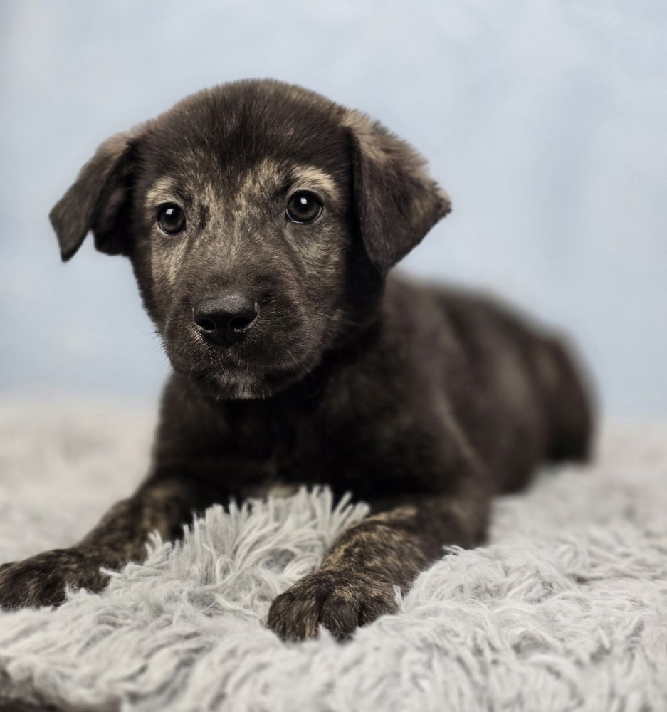 adoptable Dog in Sedalia, CO named Benji