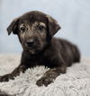 adoptable Dog in  named Benji
