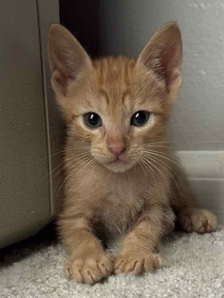 adoptable Cat in Sedalia, CO named Tenzin