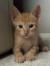 adoptable Cat in  named Tenzin