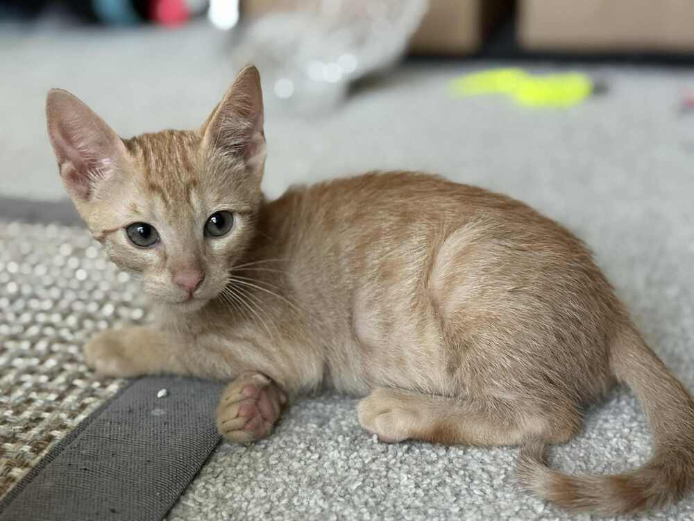 adoptable Cat in Sedalia, CO named Tevin