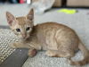 adoptable Cat in  named Tevin