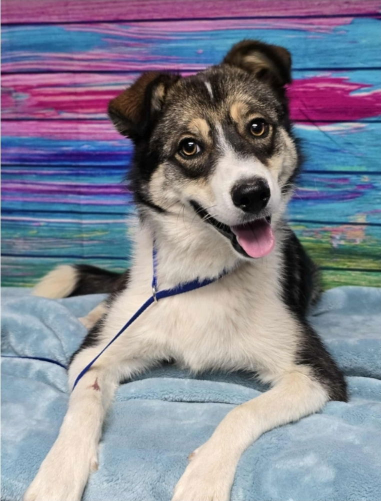 adoptable Dog in Sedalia, CO named Toby