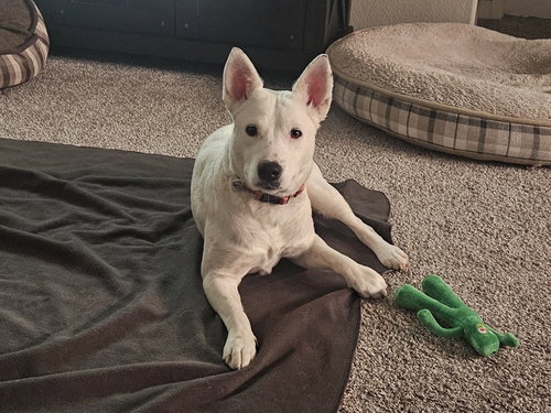 picture of the dog needing adoption