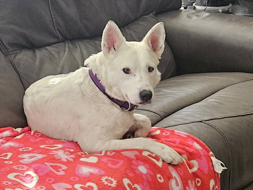 Cattle Dog