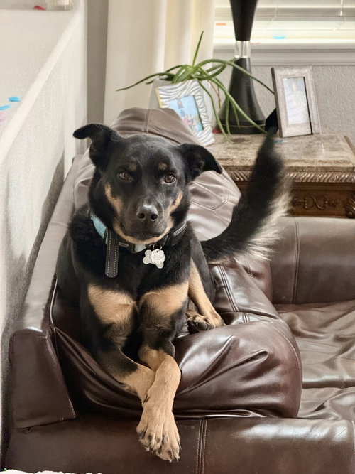 Ember, an adoptable German Shepherd Dog in Sedalia, CO