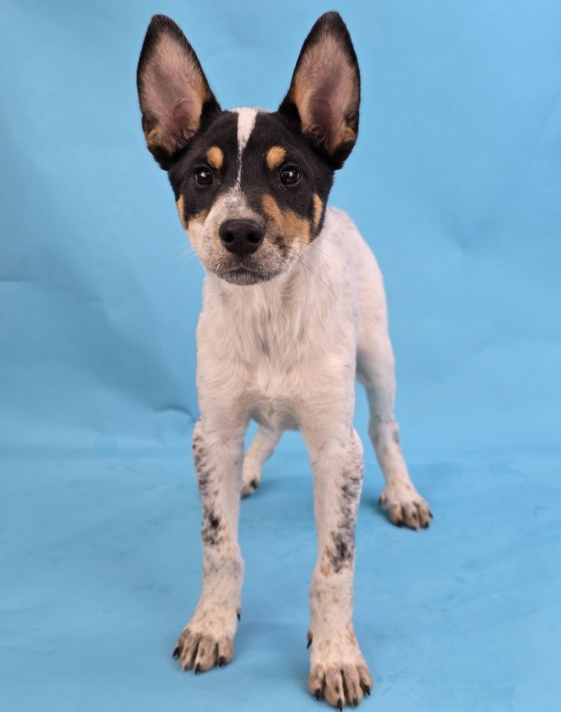 Australian Cattle Dog