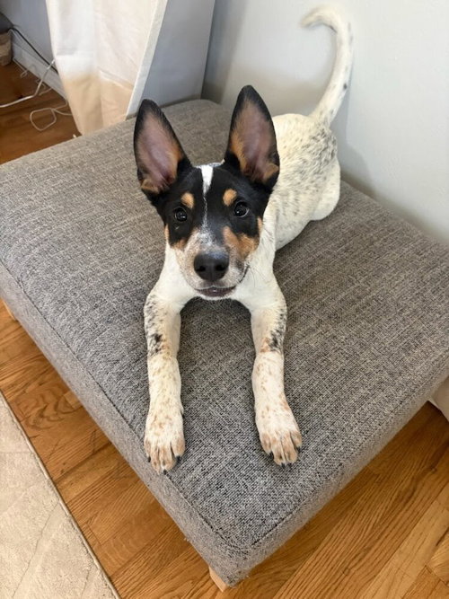 Houston, an adoptable Australian Cattle Dog in Sedalia, CO