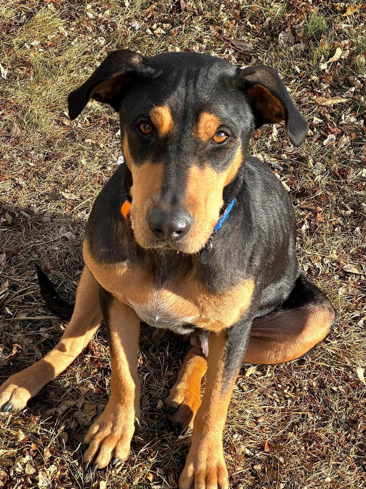 Rottweiler