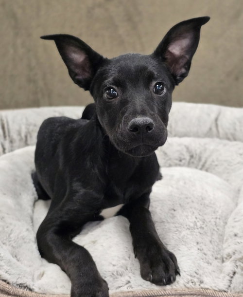Lya, an adoptable Labrador Retriever in Sedalia, CO