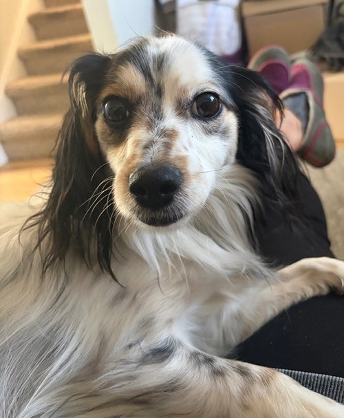 Roscoe fka Grant HW +, an adoptable Papillon in Sedalia, CO