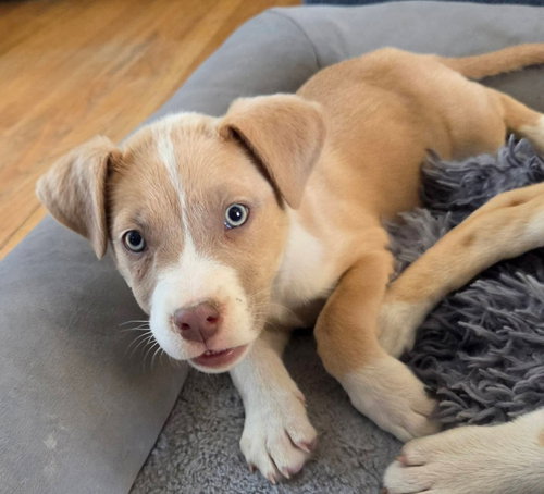 Beignet, an adoptable Pit Bull Terrier in Sedalia, CO
