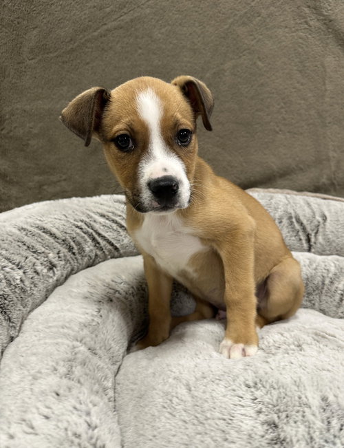Cruller, an adoptable Pit Bull Terrier in Sedalia, CO