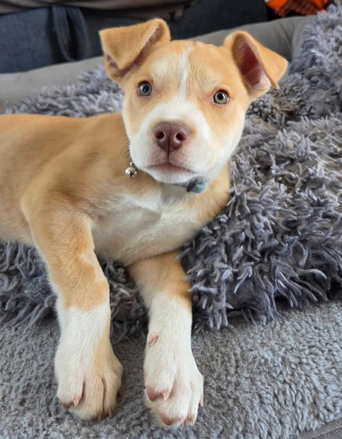 Fritter, an adoptable Pit Bull Terrier in Sedalia, CO