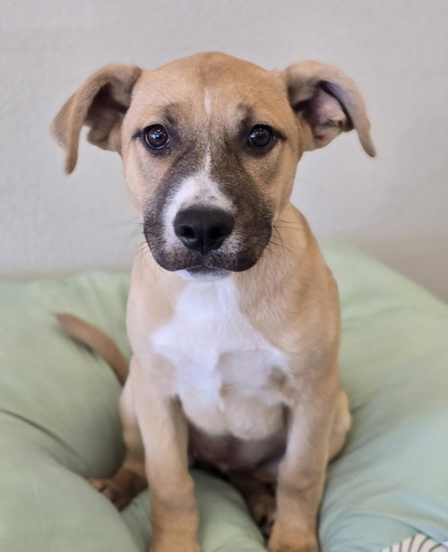 Scone, an adoptable Pit Bull Terrier in Sedalia, CO