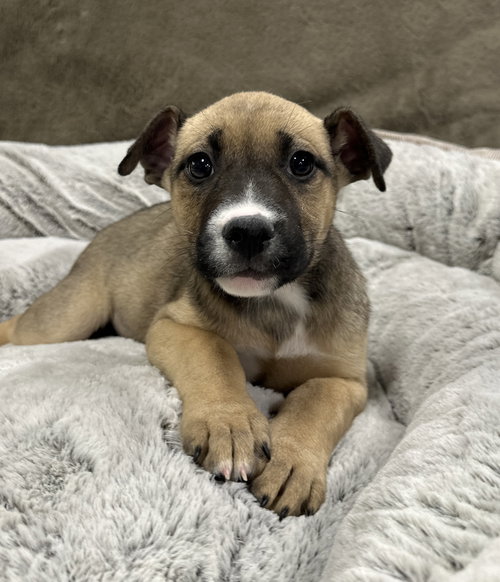 picture of the dog needing adoption
