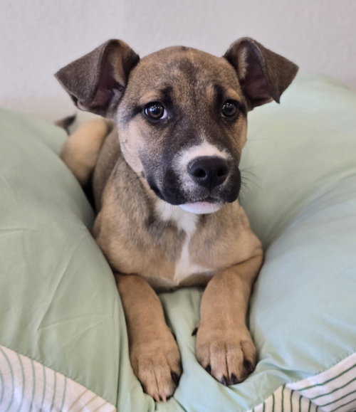 Strudel, an adoptable Pit Bull Terrier in Sedalia, CO