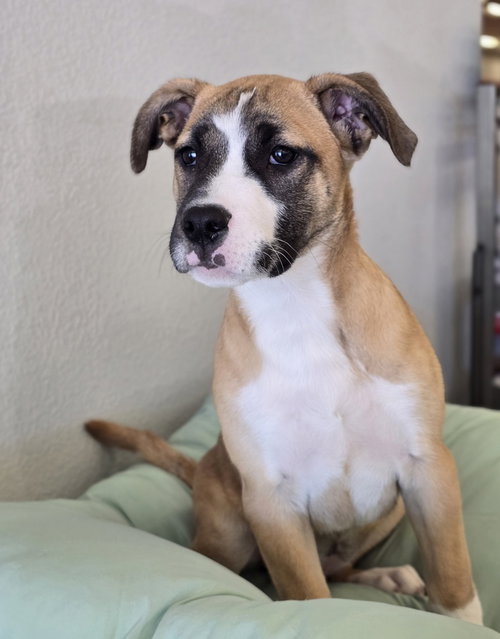 Tartlet, an adoptable Pit Bull Terrier in Sedalia, CO