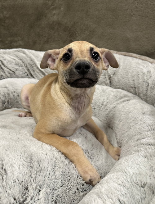 PADDY - Chihuahua available for adoption