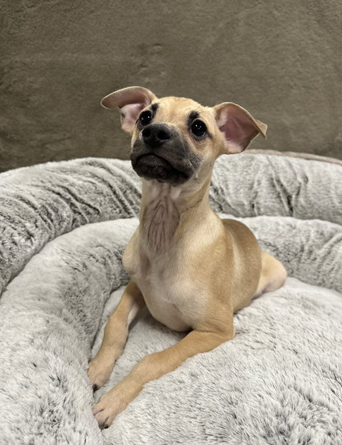 PADDY - Chihuahua available for adoption
