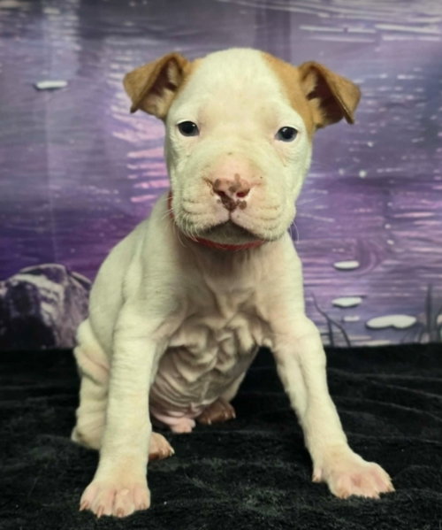 TOAST - Pit Bull Terrier available for adoption