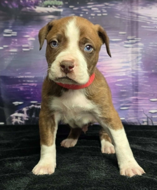 JAM - Pit Bull Terrier available for adoption