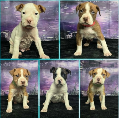 JAM - Pit Bull Terrier available for adoption