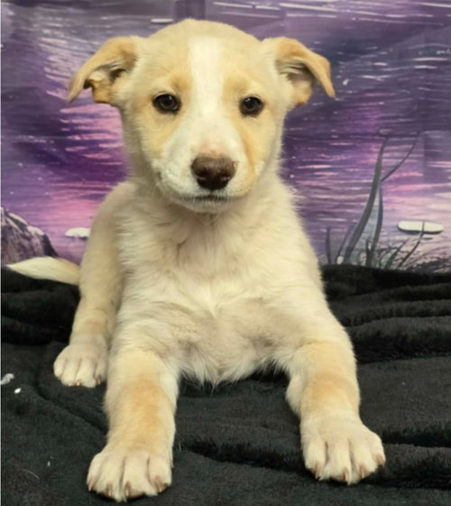 Primrose, an adoptable Border Collie in Sedalia, CO