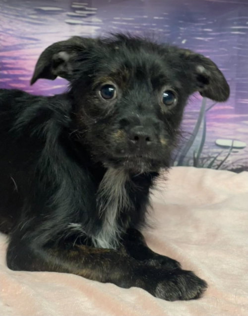 Arctic, an adoptable Terrier in Sedalia, CO