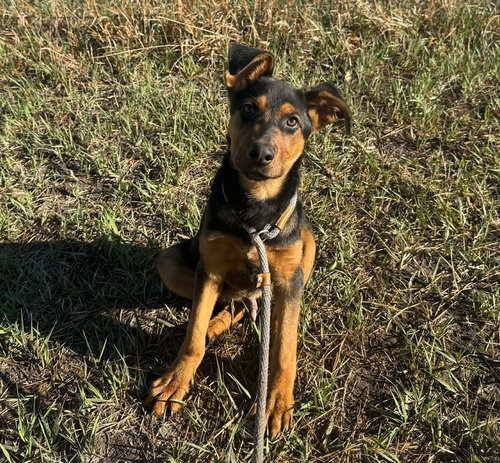 Digger, an adoptable Rottweiler in Sedalia, CO