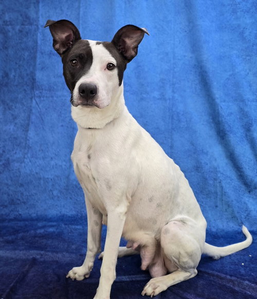 Domino, an adoptable Labrador Retriever in Sedalia, CO