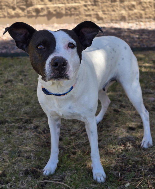 Domino, an adoptable Labrador Retriever in Sedalia, CO