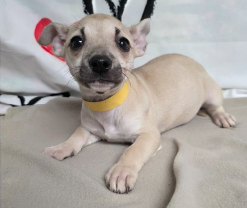 Clover, an adoptable Chihuahua in Sedalia, CO