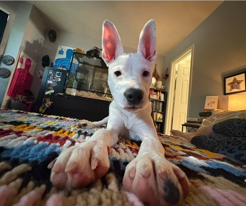 Oreo Image