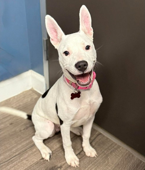 OREO - American Pit Bull Terrier available for adoption