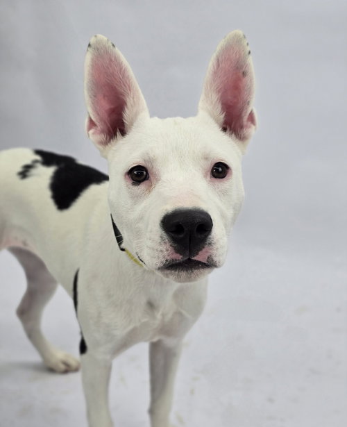 Oreo, an adoptable American Pit Bull Terrier in Sedalia, CO