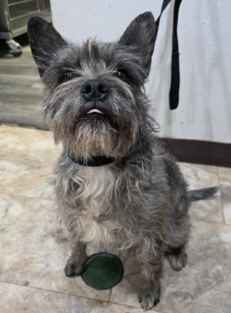 Cream aka Gator Image