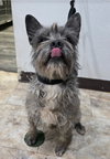 Cream aka Gator - Photo 2