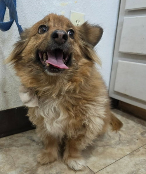 ROXY - Chihuahua available for adoption