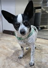 Sugar Bee - Photo 1