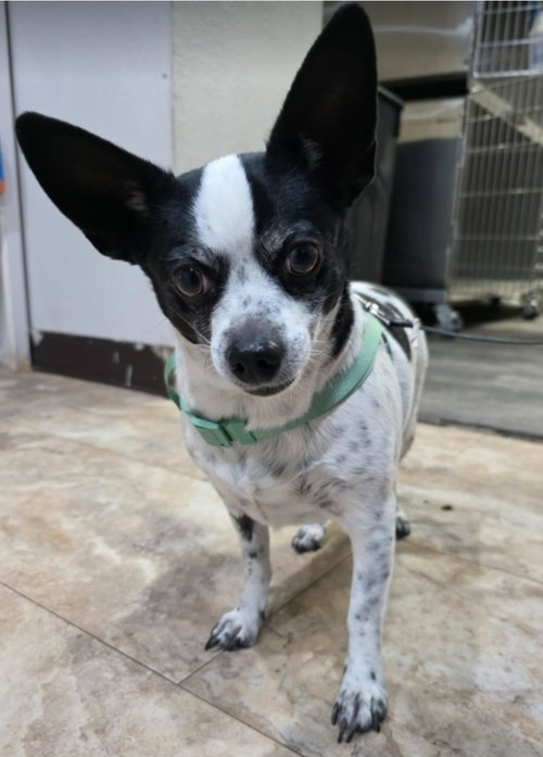 SUGAR BEE - Chihuahua available for adoption