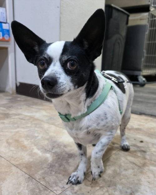 SUGAR BEE - Chihuahua available for adoption