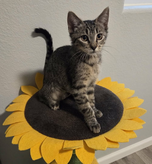 Pecos, Baby Domestic Short Hair / Mixed, cat for adoption in Northglenn, Colorado
