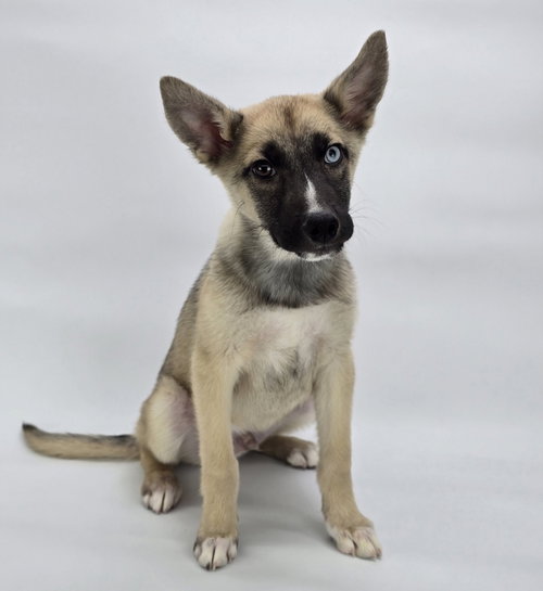 Parker, an adoptable German Shepherd Dog in Sedalia, CO