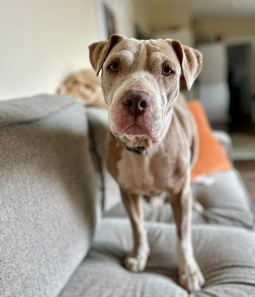 Honey, an adoptable American Staffordshire Terrier in Sedalia, CO