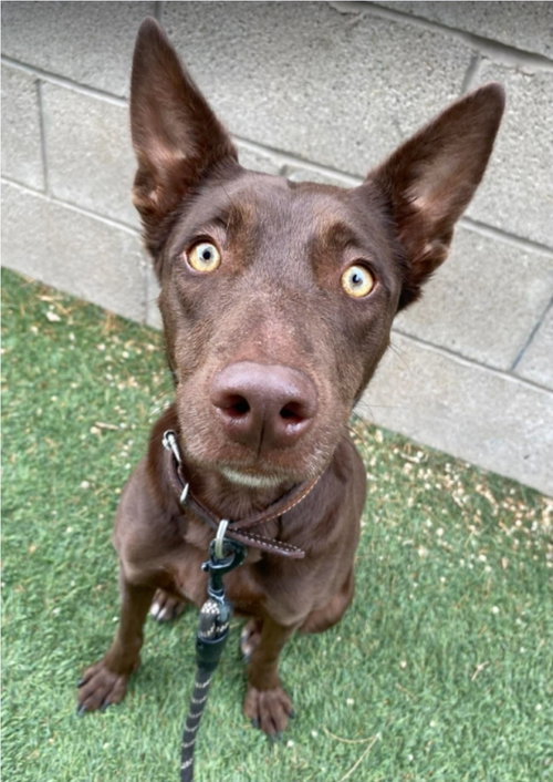 Annie, an adoptable Australian Kelpie in Sedalia, CO