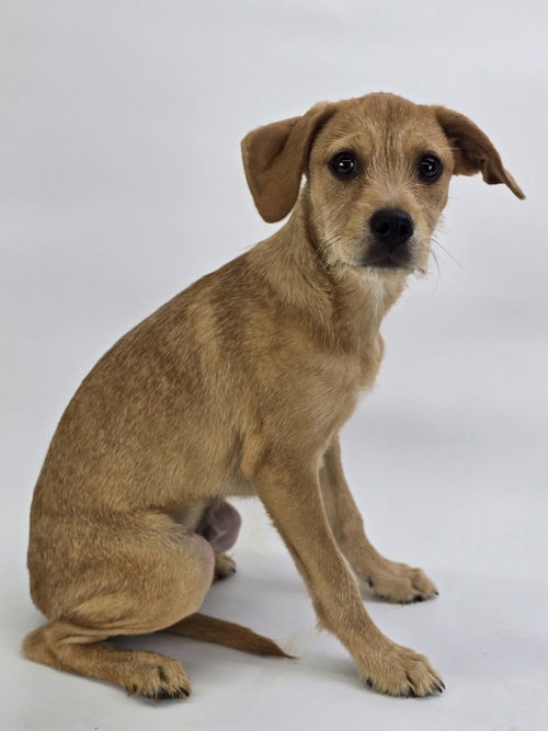 Moe, an adoptable Terrier in Sedalia, CO