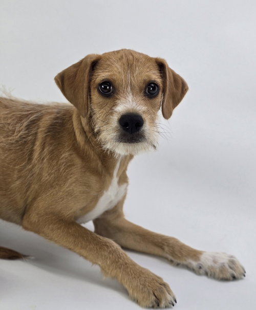 Toby, an adoptable Terrier in Sedalia, CO