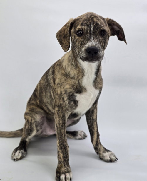 Joey, an adoptable Terrier in Sedalia, CO